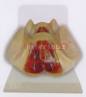 DESK- TYPE, FEMALE HEALTH PERINEUM MODEL WITH DESCRIPTION PLATE